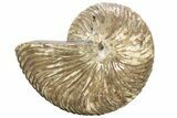 Cretaceous-Aged, Fossil Nautilus - Red Iridescence #227558-1